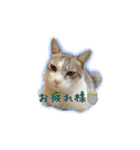 サバトラ白猫のしぐれちゃん（個別スタンプ：16）