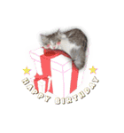 サバトラ白猫のしぐれちゃん（個別スタンプ：18）