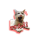 サバトラ白猫のしぐれちゃん（個別スタンプ：24）