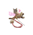 サバトラ白猫のしぐれちゃん（個別スタンプ：26）