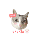 サバトラ白猫のしぐれちゃん（個別スタンプ：30）