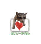 サバトラ白猫のしぐれちゃん（個別スタンプ：31）