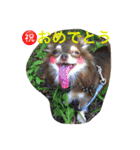 ちょこちわわん（個別スタンプ：3）