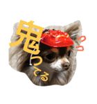 ちょこちわわん（個別スタンプ：5）