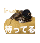 ちょこちわわん（個別スタンプ：13）