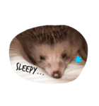 Harrystyle（個別スタンプ：2）