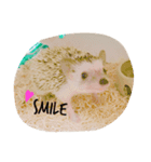 Harrystyle（個別スタンプ：6）