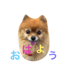いぬのマリンくん（個別スタンプ：1）