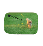 いぬのマリンくん（個別スタンプ：3）