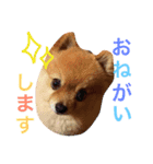 いぬのマリンくん（個別スタンプ：4）