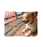 のあと日常（個別スタンプ：8）
