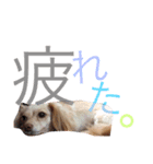 のあと日常（個別スタンプ：16）