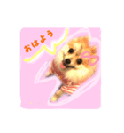 ポメのさくら（個別スタンプ：1）