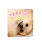 ポメのさくら（個別スタンプ：2）