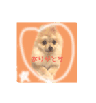 ポメのさくら（個別スタンプ：3）