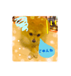 ポメのさくら（個別スタンプ：4）