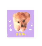 ポメのさくら（個別スタンプ：5）