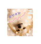 ポメのさくら（個別スタンプ：6）
