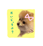 ポメのさくら（個別スタンプ：7）