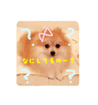 ポメのさくら（個別スタンプ：8）