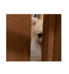 ポメラニアンのくー（個別スタンプ：6）