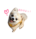 ポメラニアンのくー（個別スタンプ：8）