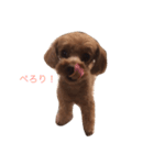 トイプーころ0（個別スタンプ：4）