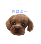 トイプーころ0（個別スタンプ：15）