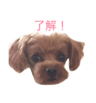 トイプーころ0（個別スタンプ：16）