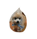 天使のクーちゃんスタンプ（個別スタンプ：6）