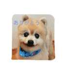天使のクーちゃんスタンプ（個別スタンプ：8）