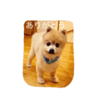 天使のクーちゃんパート2（個別スタンプ：3）