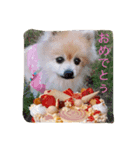 天使のクーちゃんパート2（個別スタンプ：6）