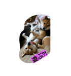 siriusu family（個別スタンプ：1）