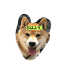 siriusu*family（個別スタンプ：2）