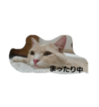 足長マンチカン三成の日常生活パート2（個別スタンプ：1）
