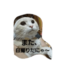 足長マンチカン三成の日常生活パート2（個別スタンプ：6）