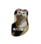 足長マンチカン三成の日常生活パート2（個別スタンプ：7）