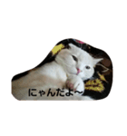 足長マンチカン三成の日常生活パート2（個別スタンプ：8）