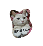 足長マンチカン三成の日常生活パート2（個別スタンプ：9）