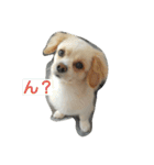 ichigo doggy（個別スタンプ：2）