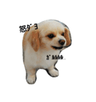 ichigo doggy（個別スタンプ：4）