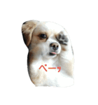 ichigo doggy（個別スタンプ：5）