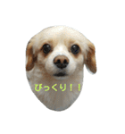 ichigo doggy（個別スタンプ：7）