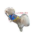 ichigo doggy（個別スタンプ：8）