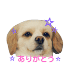ichigo doggy（個別スタンプ：9）