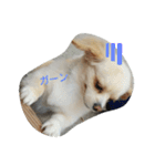 ichigo doggy（個別スタンプ：11）