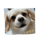 ichigo doggy（個別スタンプ：12）