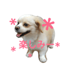 ichigo doggy（個別スタンプ：13）