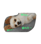 ichigo doggy（個別スタンプ：14）